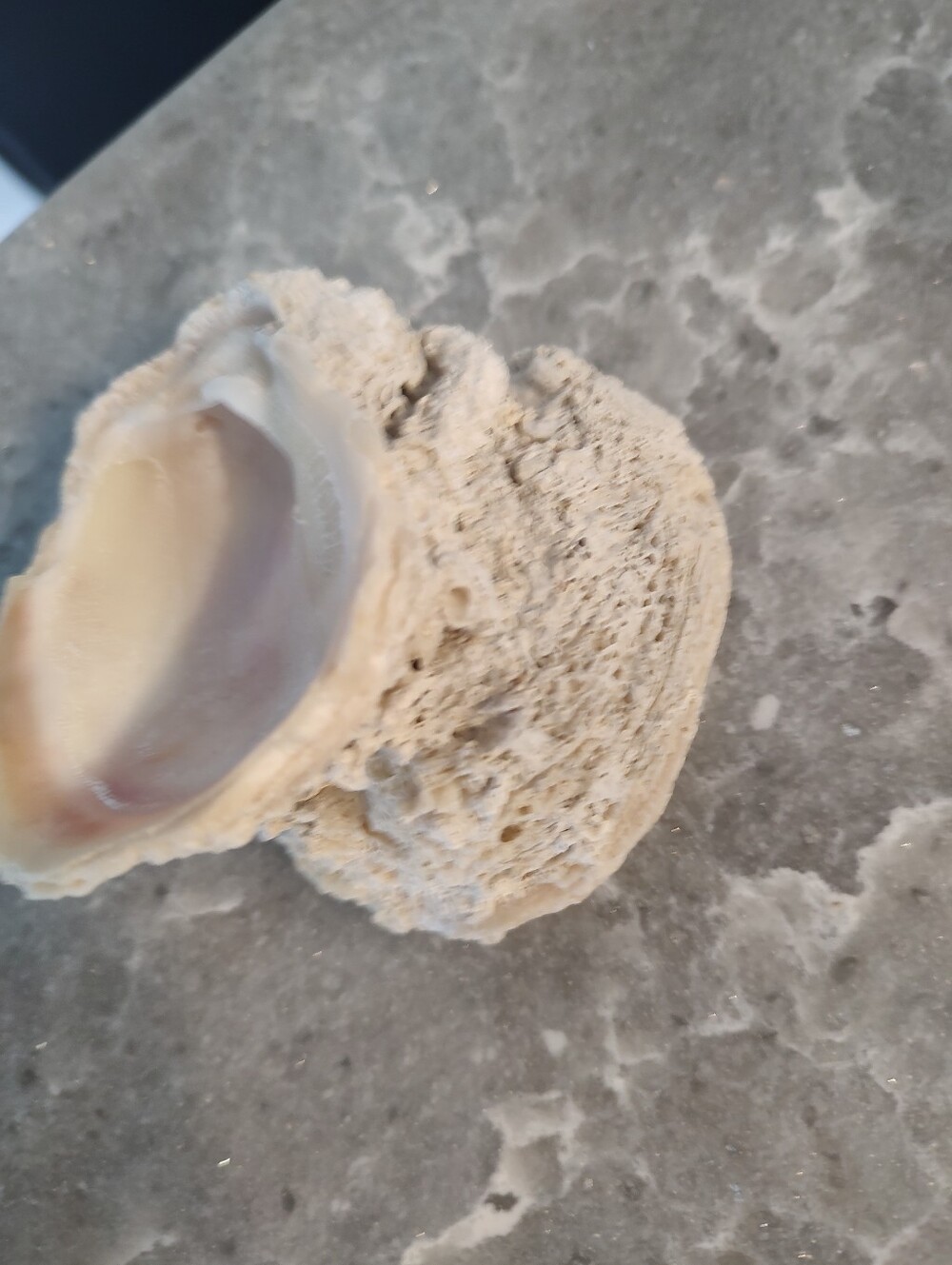 Unique Shells about 15 - Picture 11 of 11